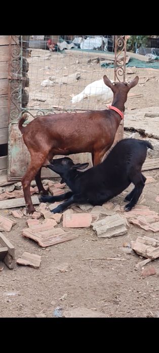 Vând capra murciano granadina