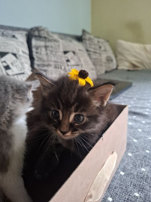 Милые котята ищут дом