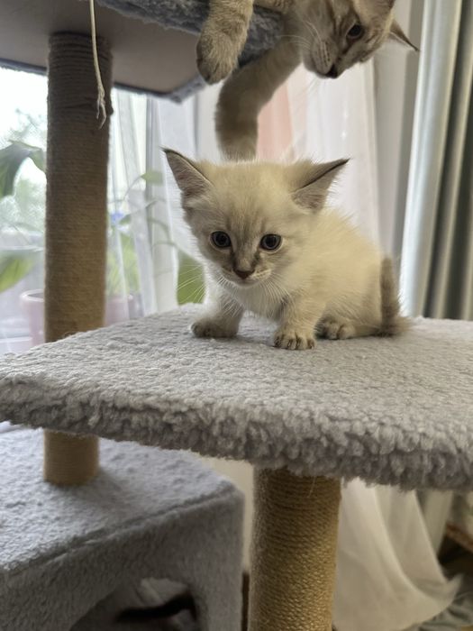 Отдам котят в хорошие руки