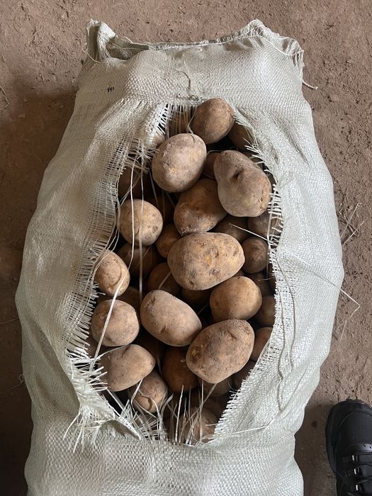 Картофель 130 гала