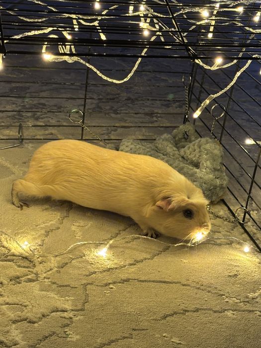 морская свинкаа