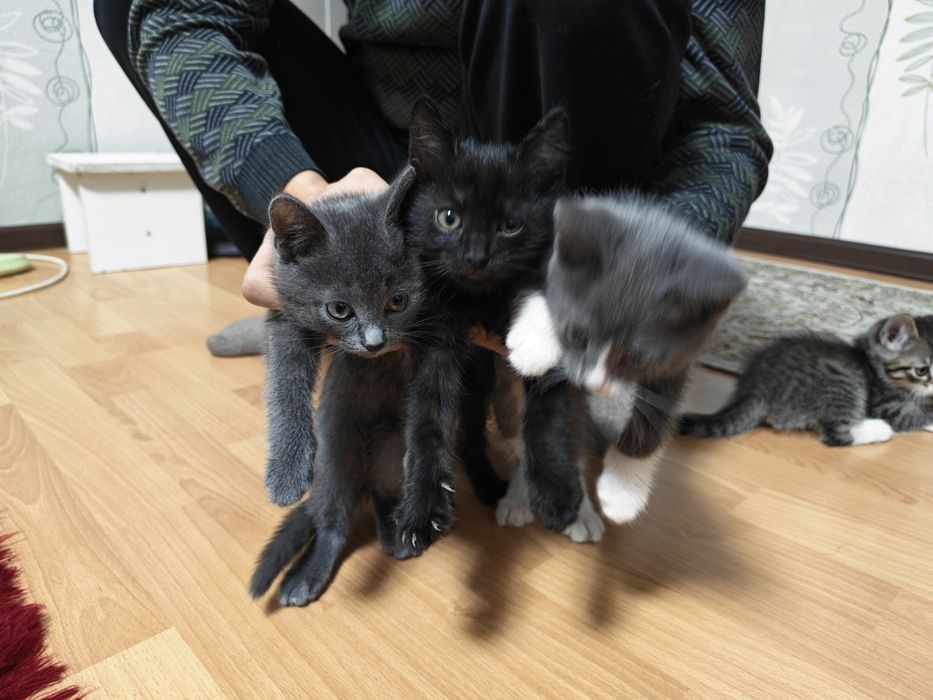 Котята ищут новых хозяев