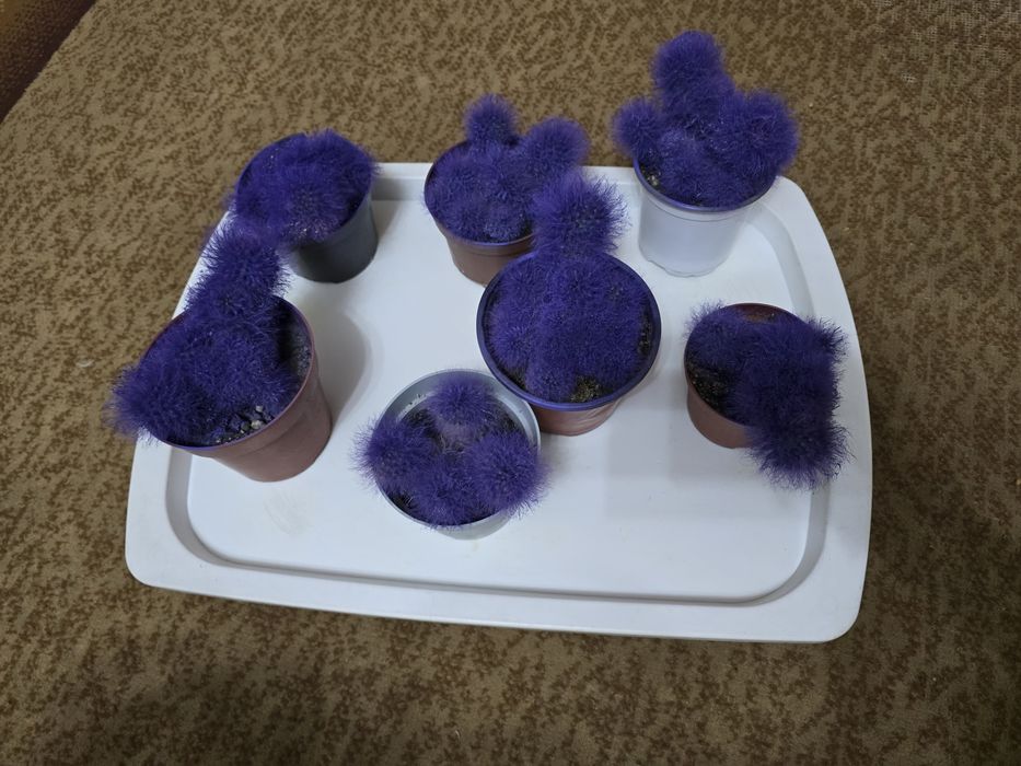 Продам кактусы пушистые.