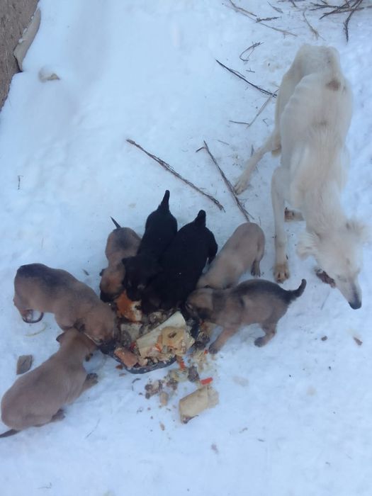 Отдам в добрые руки