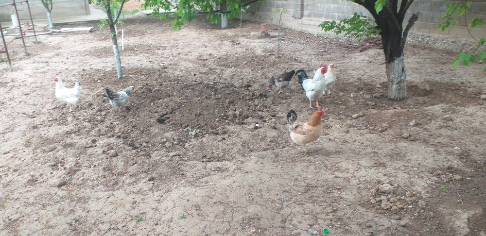 Тауық тар сатылады