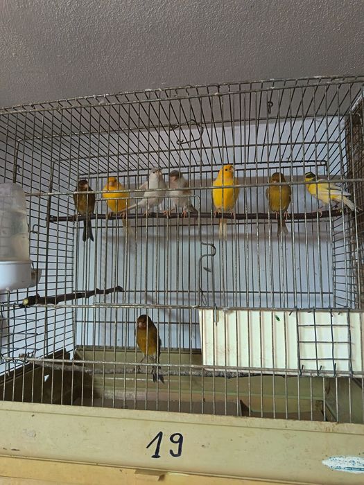 Canari masculi tineri și maturi.