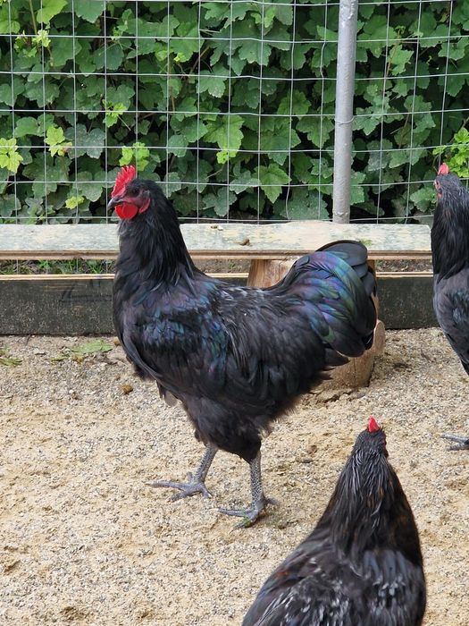 Cocos Australorp 6 luni