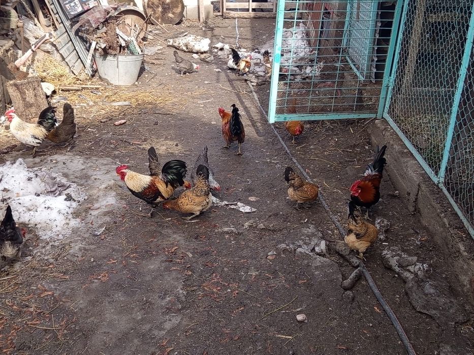 Карликовые куры г. Талгар