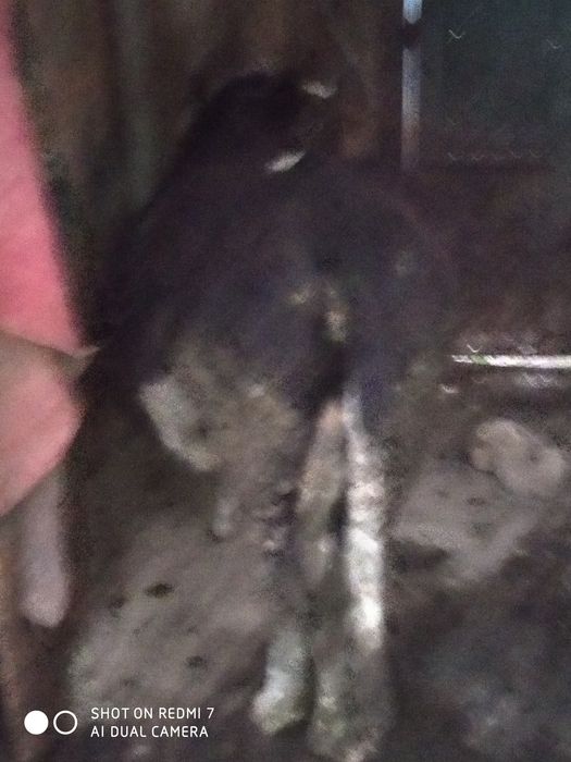 Продам корову молочная корова