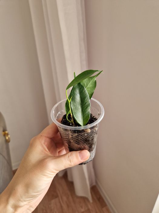 Фикус бенджамина черенки