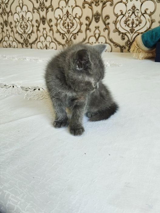 Mushuk bolachalari sotiladi