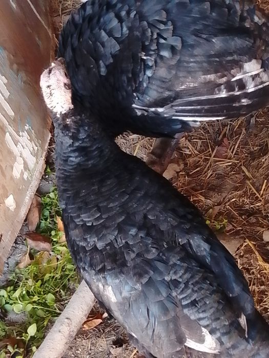 Moda kurkalar tezda sotiladi