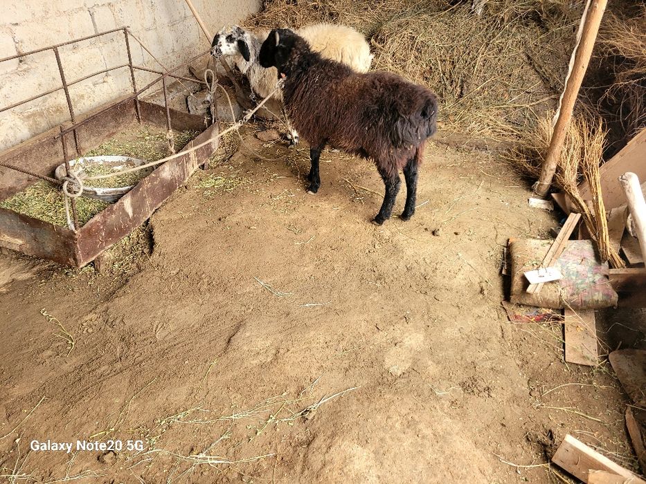 Qochqorchala sotiladi!