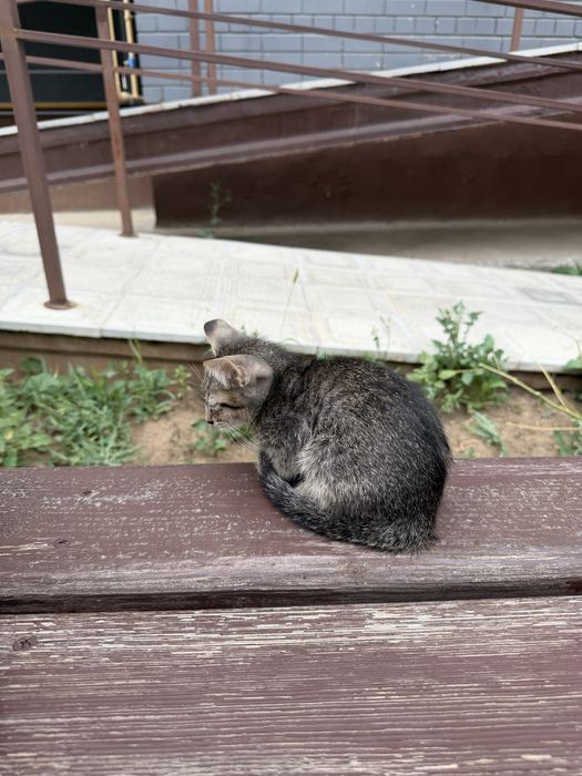 Котенок бесплатно