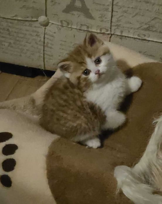 Pisica British Shorthair - Felisa Autorizata NN WONDERLAND CATTERY