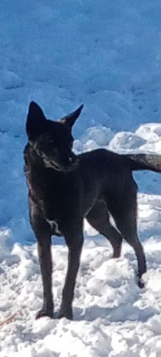 Ждёт очень любящих своих хозяев