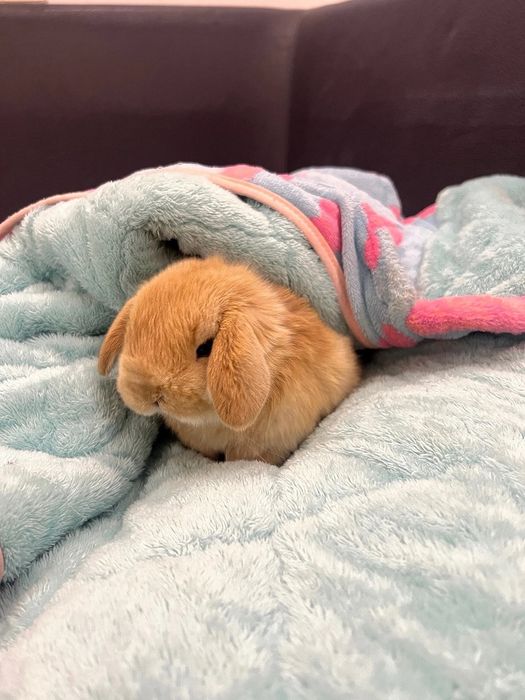 Oddiy sovg‘alardan charchadingizmi?