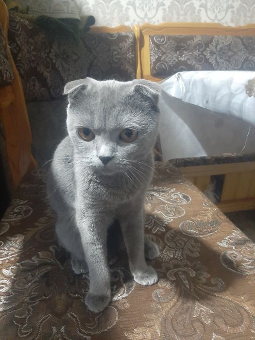 Мушукча 10 ойлик скотшкол