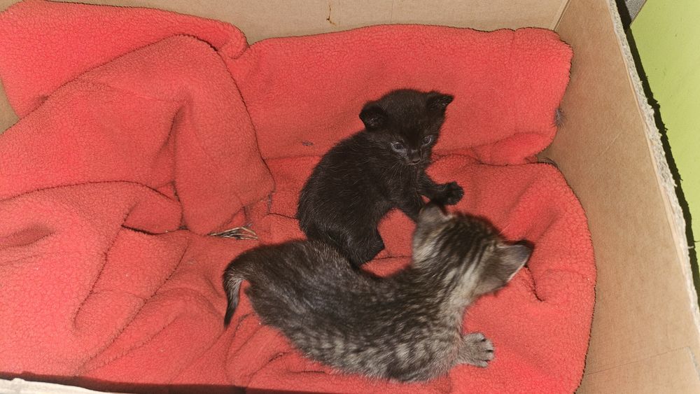 Отдам котят в добрые руки)))