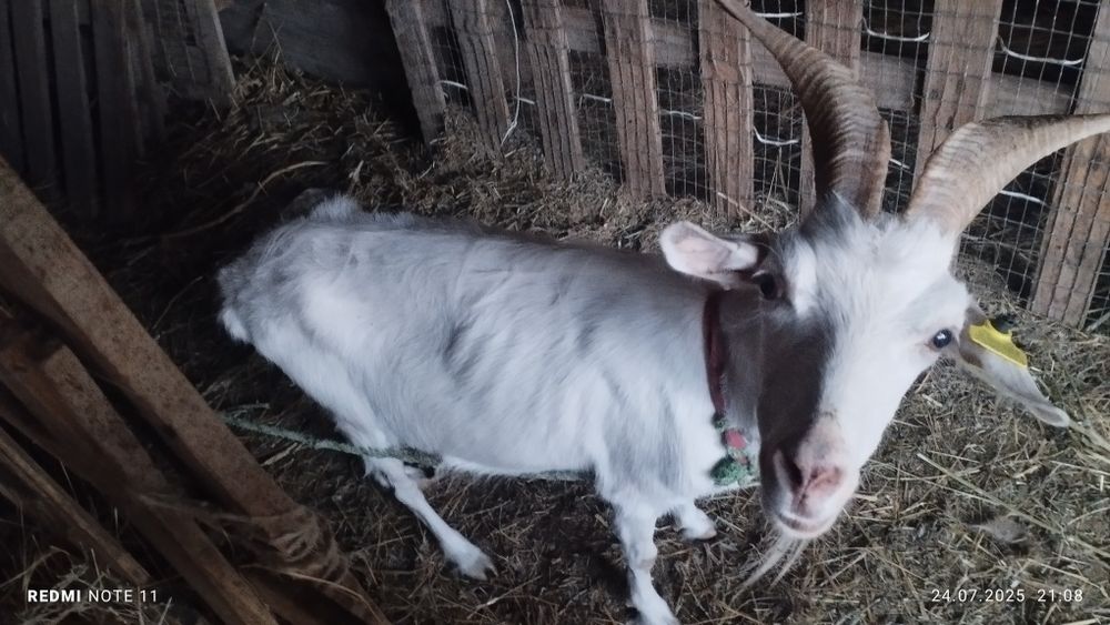 Заненский ешки..