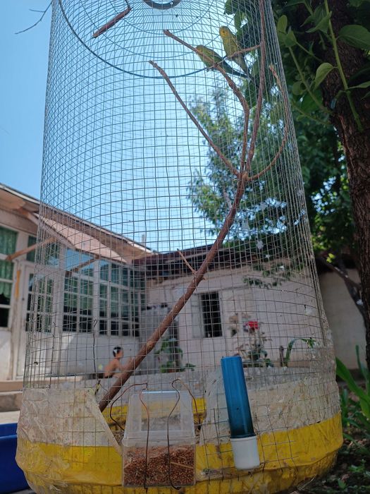 Продам попугайчиков парачка вместе свальером