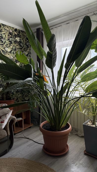 Стрелиция Регина