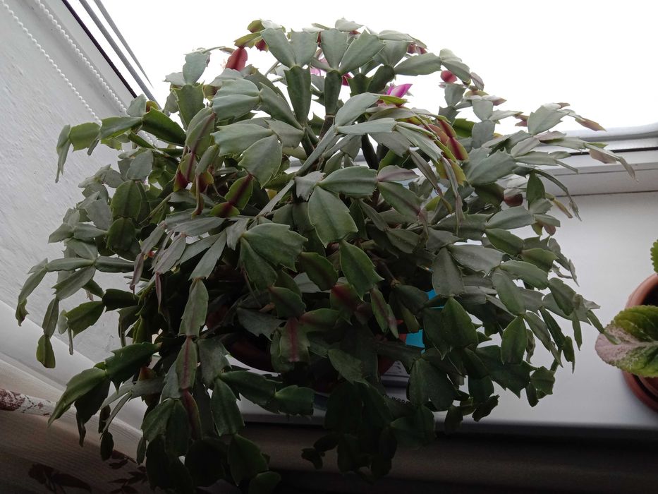 Продам цветы для дома