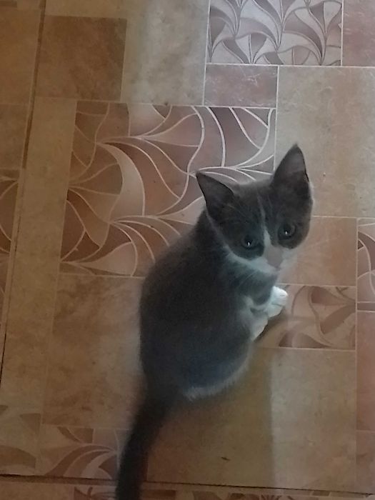 Котик в добрые руки!
