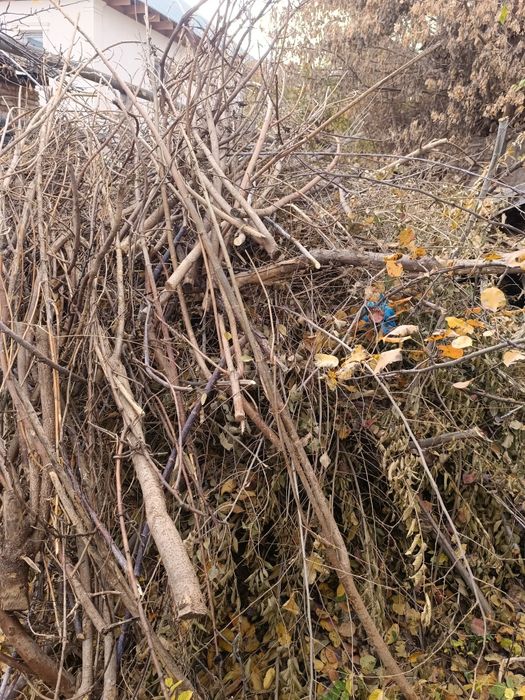 Ветки дерево отын бесплатно