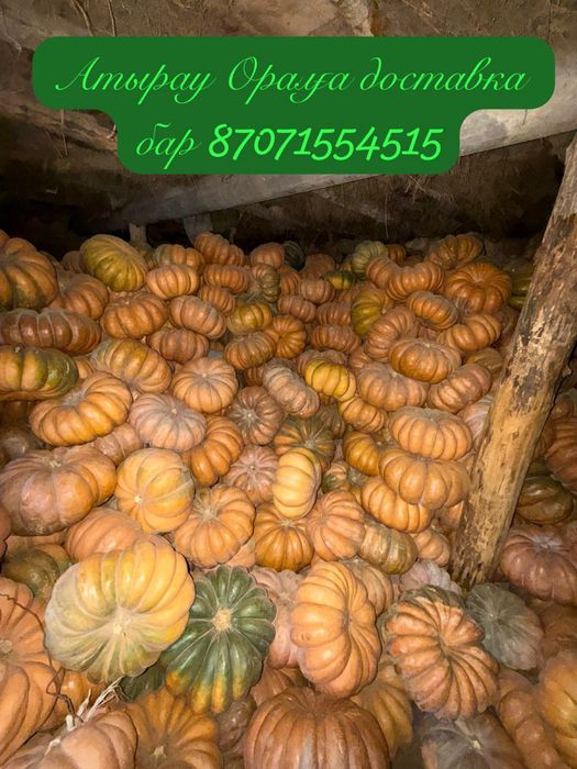 Тыква/асқабақ ромашка