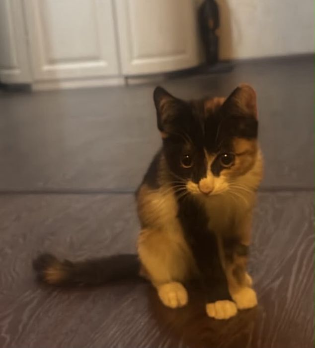 Кошка 2-2,5 месяца