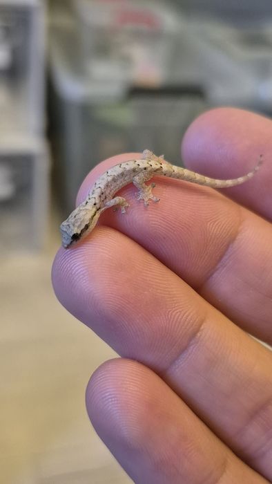 Mourning Gecko ( Lugubris )