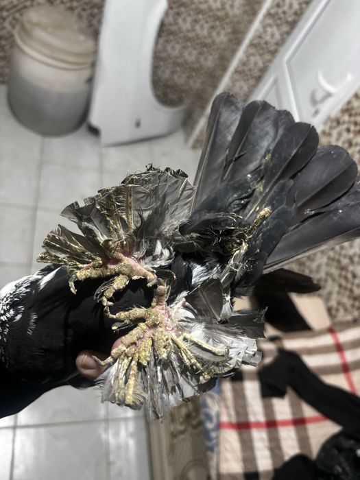 Голуби гульсар самец