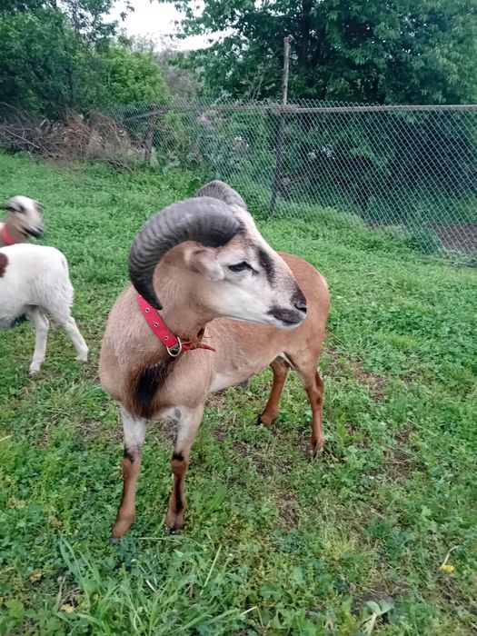 Vând  2 berbeci de camerun și o oaie