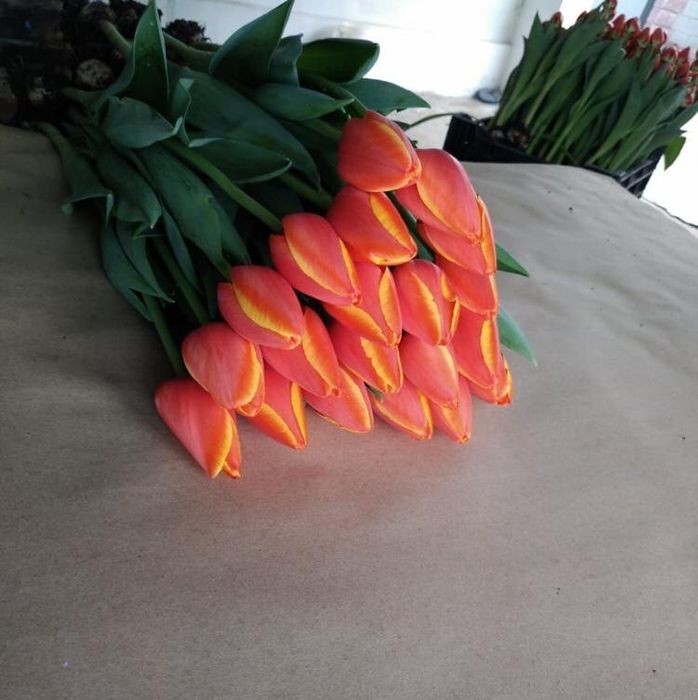 Продам тюльпаны голландские к 8 марта