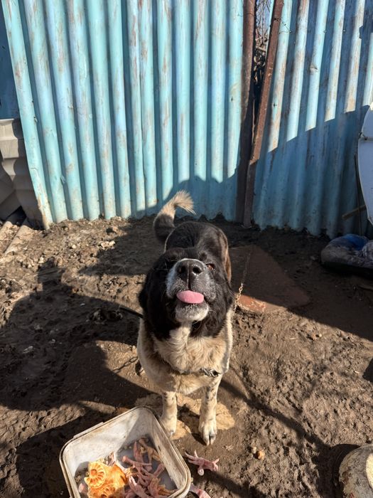 Пролдам собаку срочно