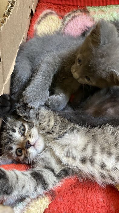 отдам даром котёнок,девочки