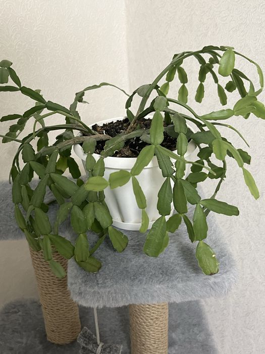 Продам цветок декабрис