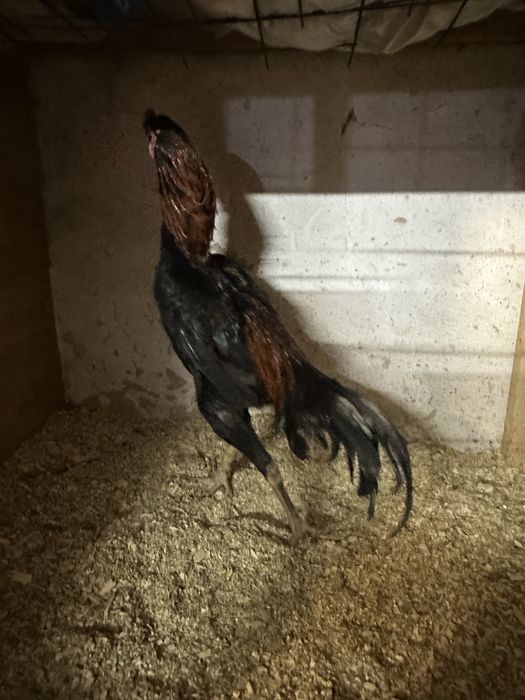 Жужа хороших кровей