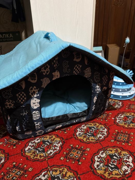 СРОЧНО:Skotish fold mushuk- золотистый таби/golden tabby-чистокровный