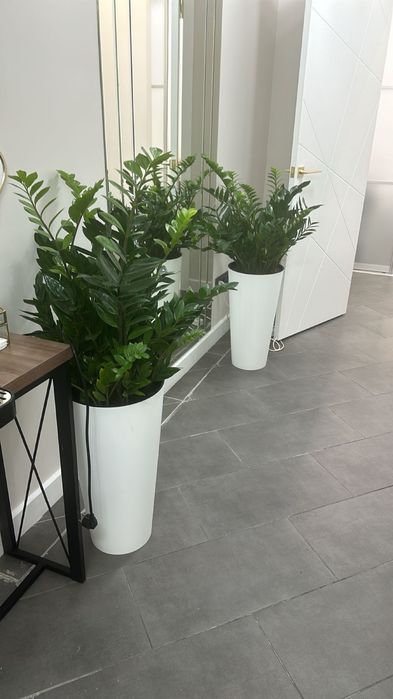 фикус долларовое дерево цветы растения озеление