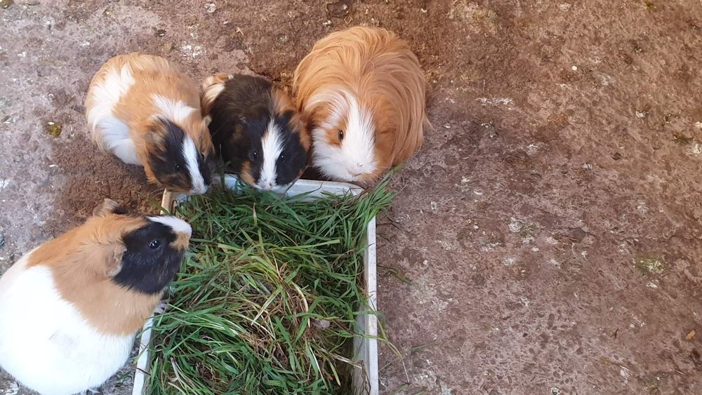 малки морски свинчета