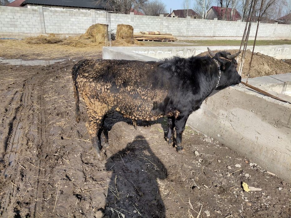 Продам бычка! На откорме