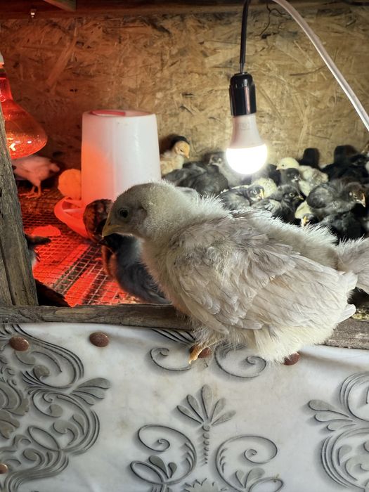 Үй тауықтарының балапандары.