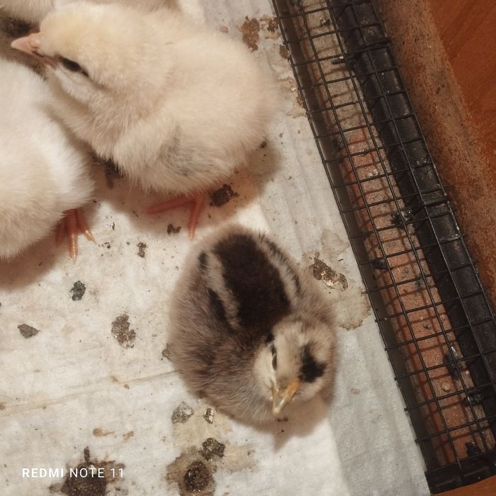 Продам цеплят домашнии