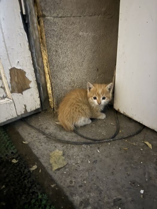 Котята отдам в хорошие руки