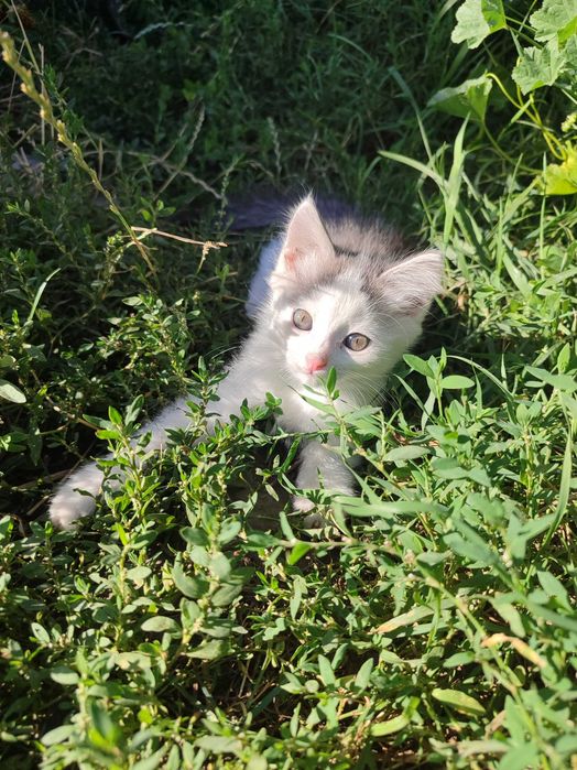 Отдам котят в добрые руки
