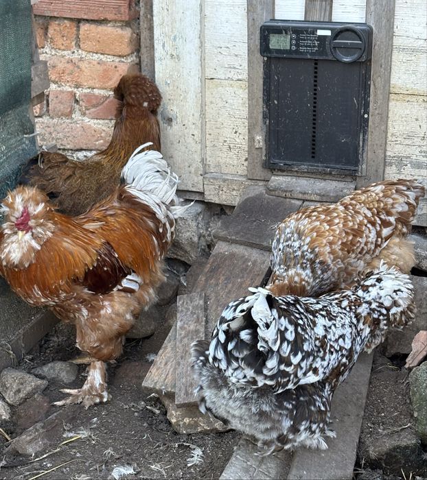 Разплодни яйца от Струмски кокошки