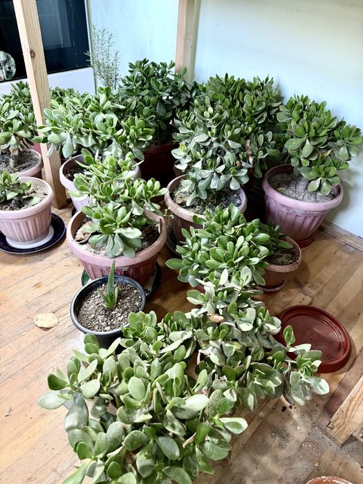 Денежное дерево. Большие и маленькие