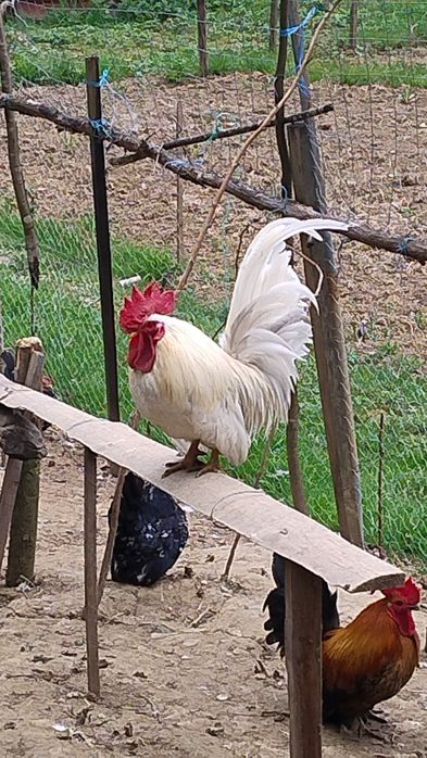 Familie  chaboo albe 4+1